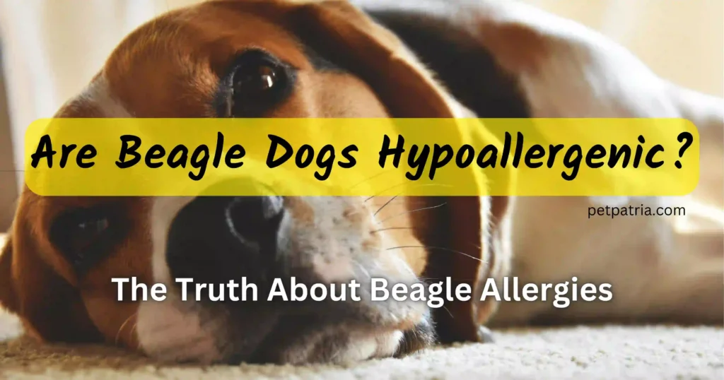 Are Beagle Dogs Hypoallergenic?