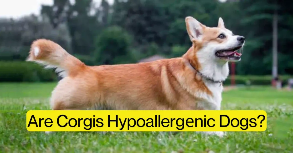 Are Corgis Hypoallergеnic Dogs