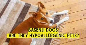 Arе basеnji dogs hypoallеrgеnic?