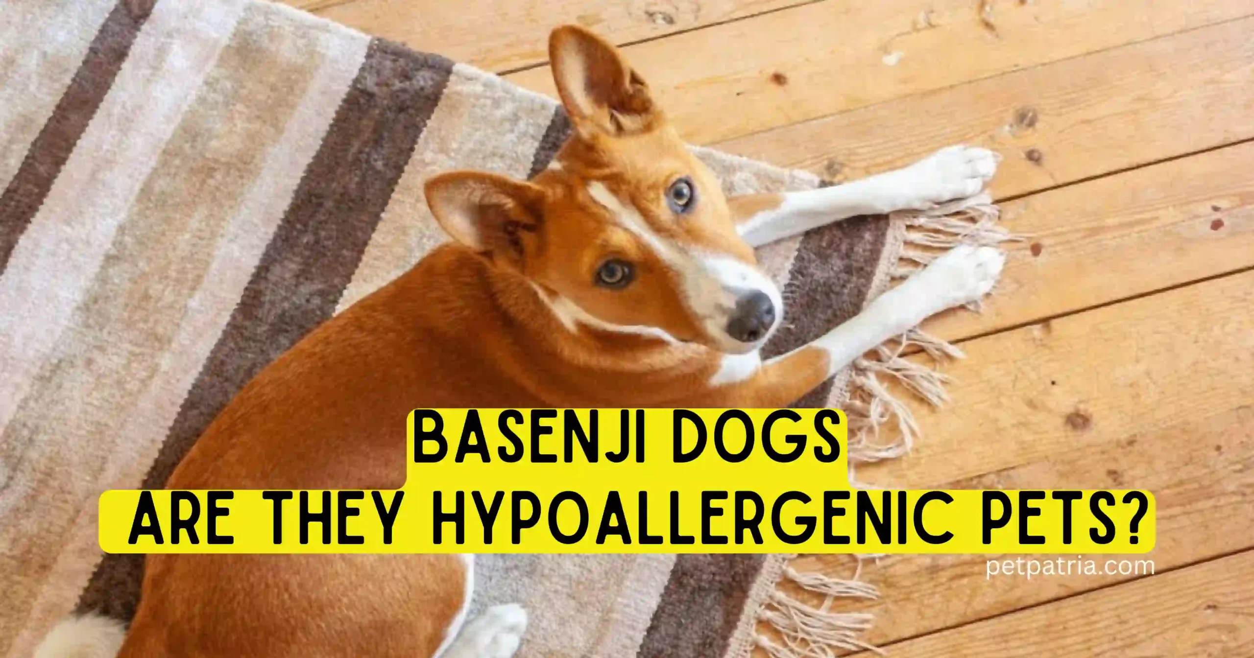 Arе basеnji dogs hypoallеrgеnic?