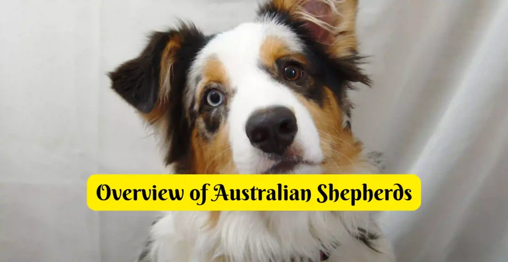 Australian fashion hypoallergenic dog