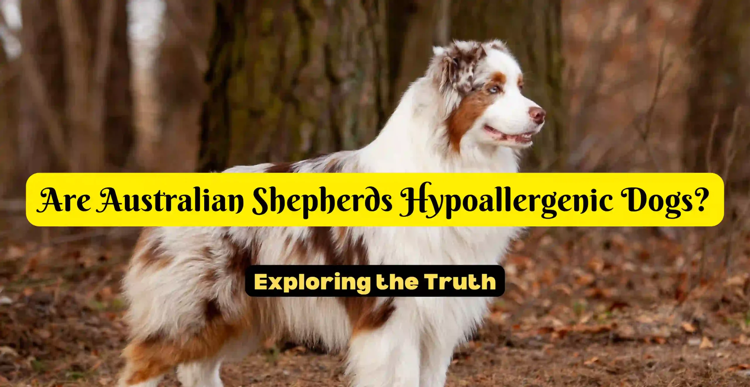 Are Australian Shepherds Hypoallergenic Dogs