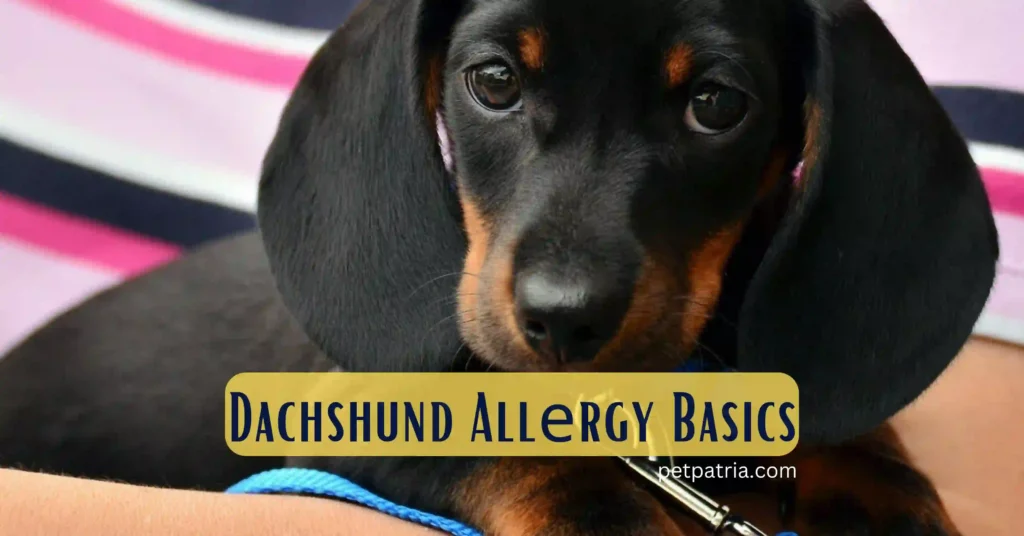 Are Dachshunds Hypoallergenic Dog Breeds