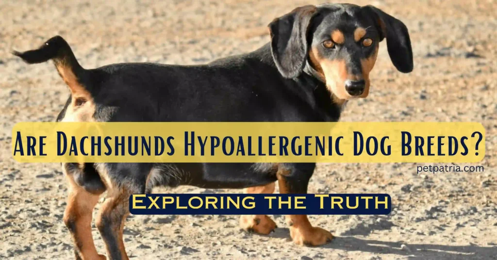 Are Dachshunds Hypoallergenic Dog Breeds