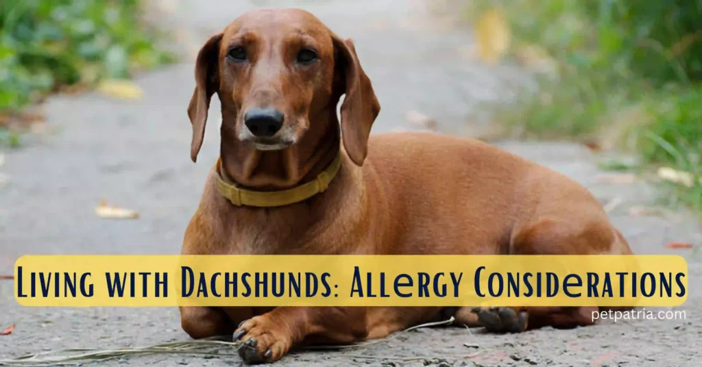 Are Dachshunds Hypoallergenic Dog Breeds