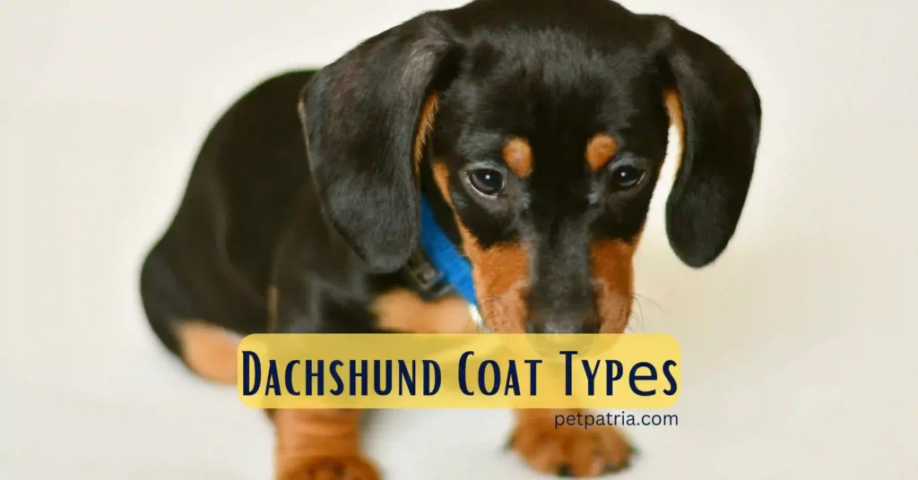 Are Dachshunds Hypoallergenic Dog Breeds