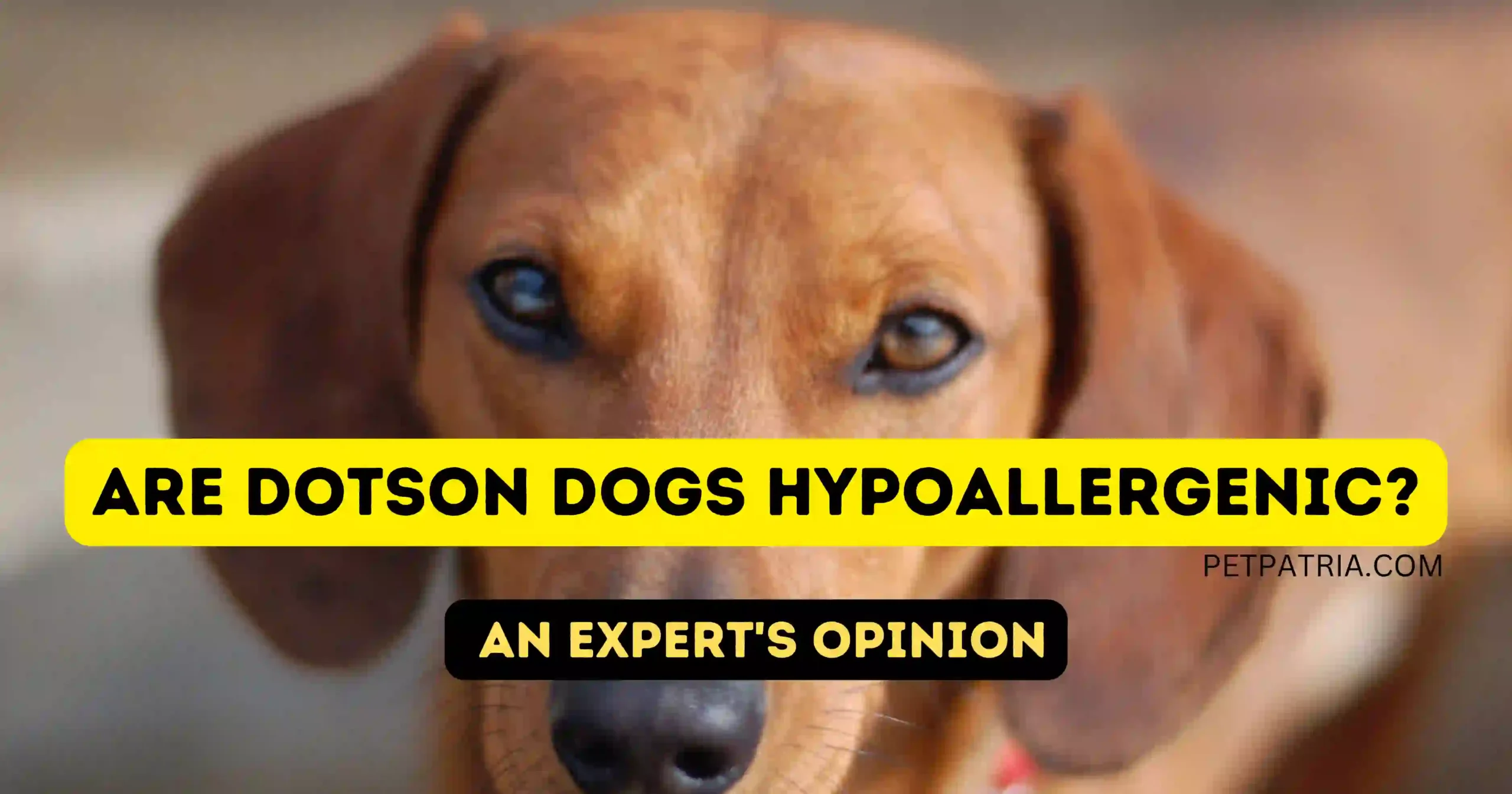 Are Dotson Dogs Hypoallergenic?