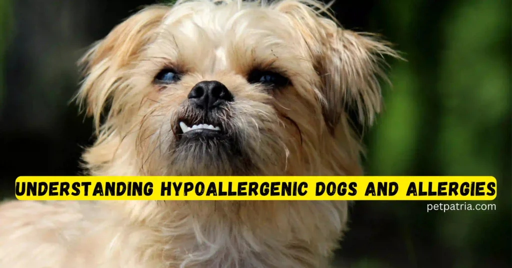 Are Havanese Hypoallergenic Dogs