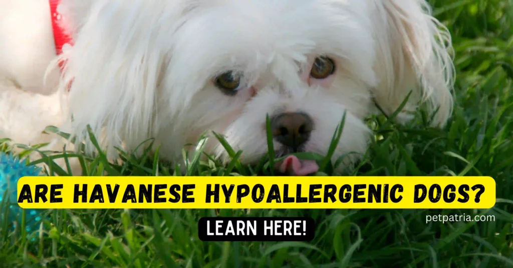 Are Havanese Hypoallergenic Dogs