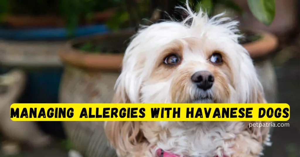 Are Havanese Hypoallergenic Dogs