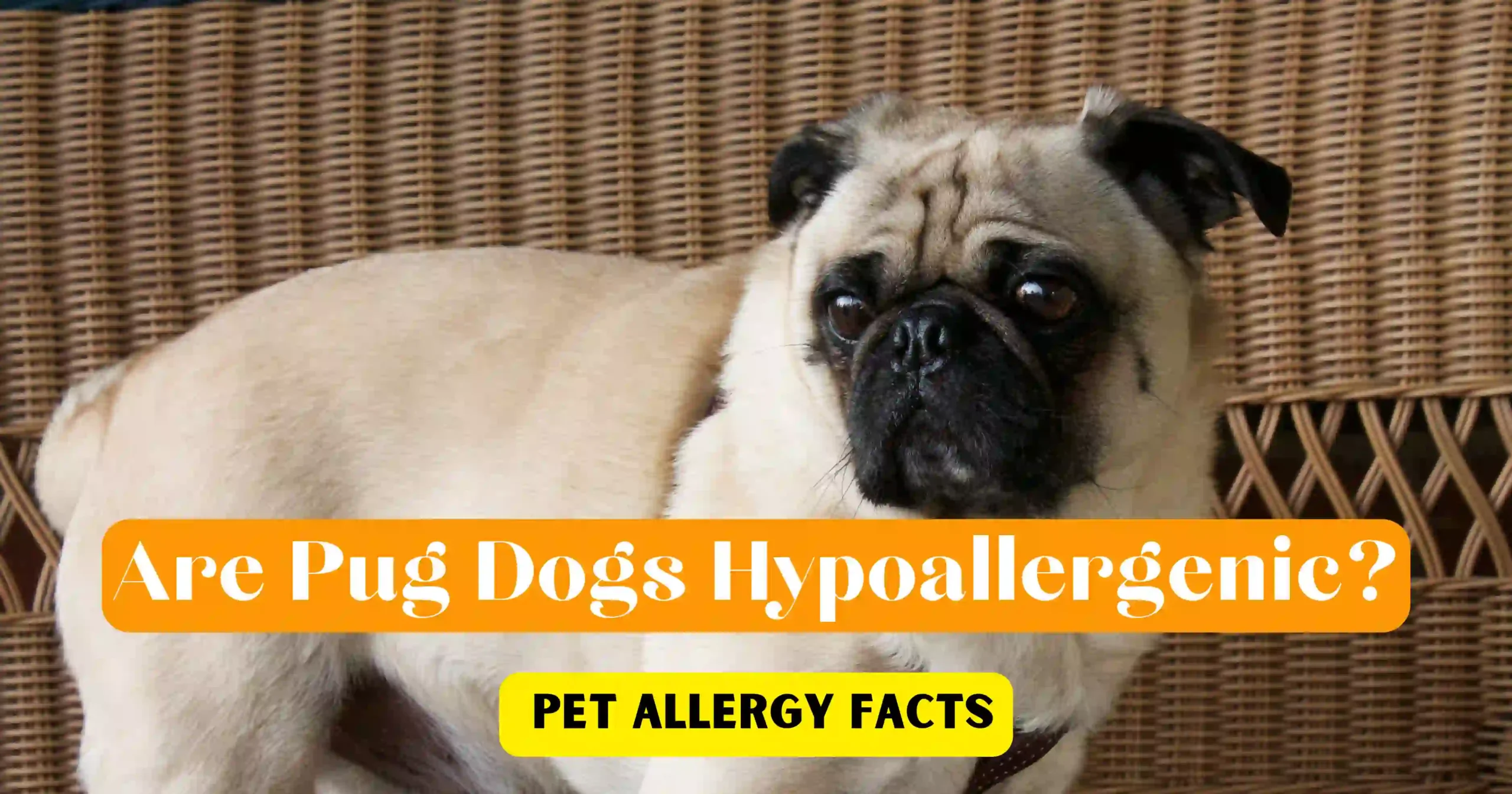 Are Pug Dogs Hypoallеrgenic