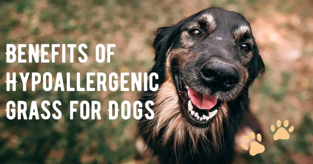 Hypoallergenic Grass For Dogs