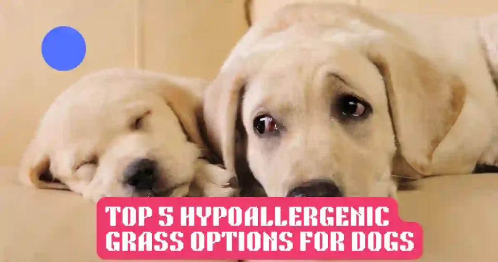 Hypoallergenic Grass For Dogs