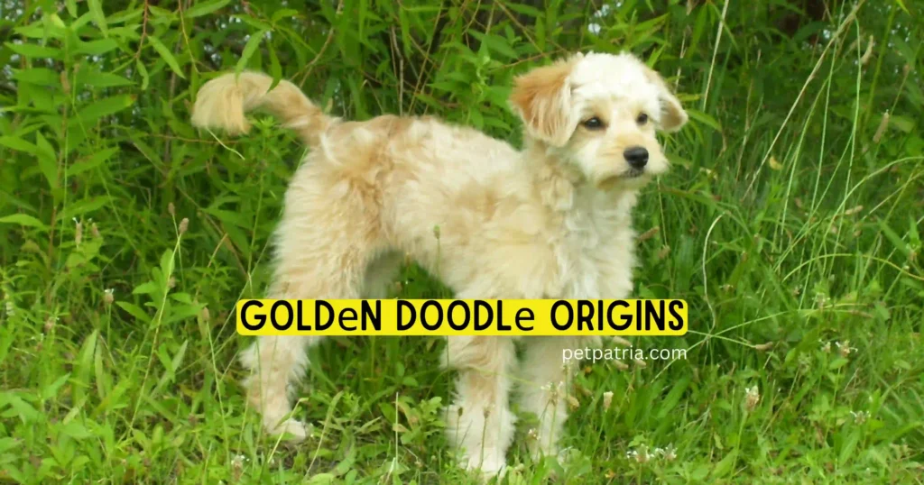 goldendoodle hypoallergenic dog 