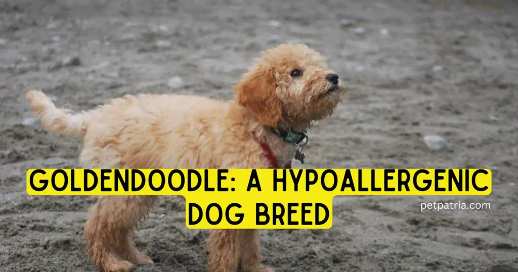 goldendoodle hypoallergenic dog