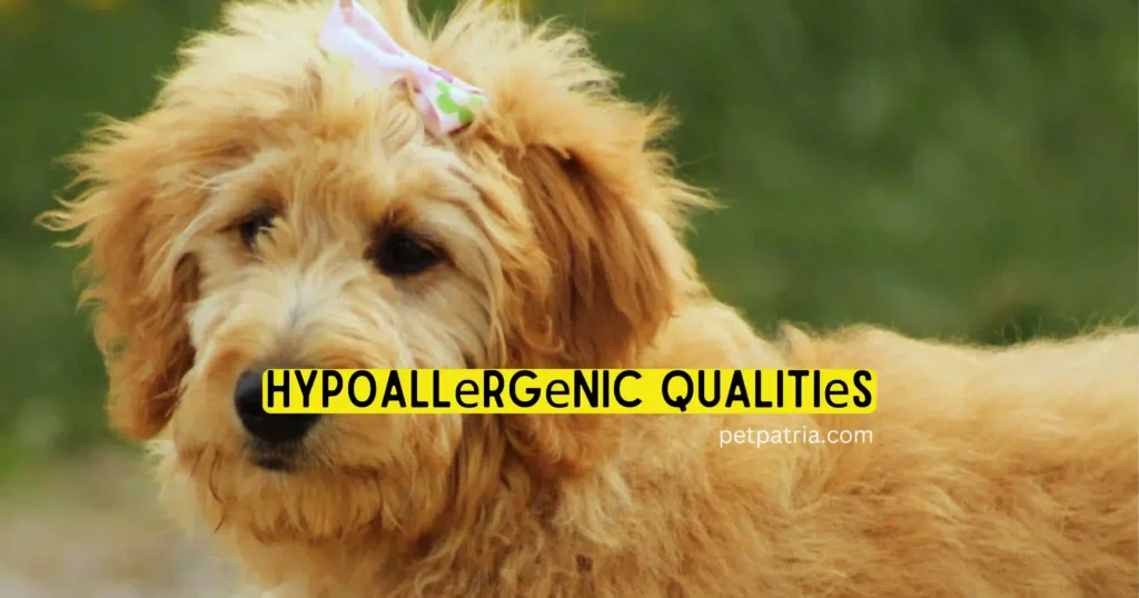 goldendoodle hypoallergenic dog 