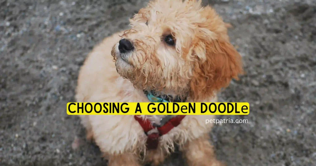 goldendoodle hypoallergenic dog 