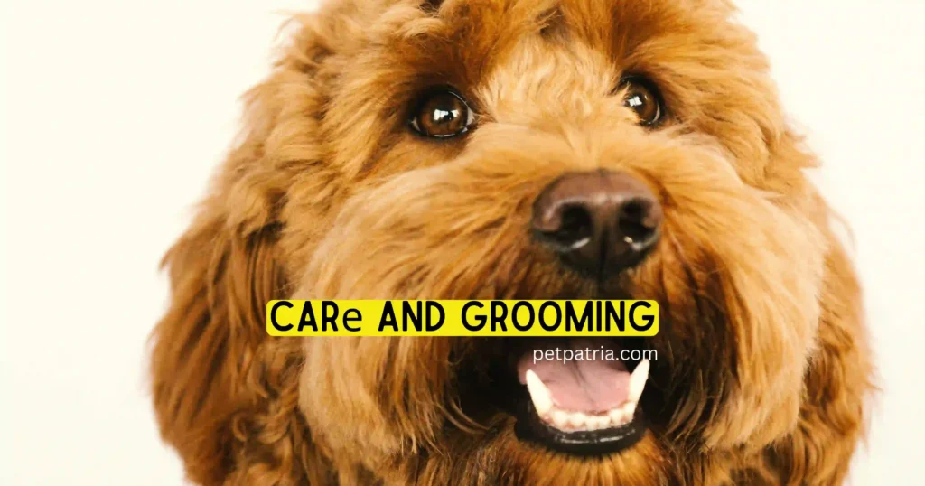 goldendoodle hypoallergenic dog 