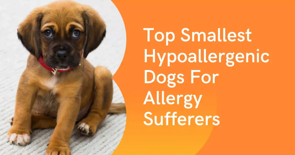 smallest hypoallergenic dogs