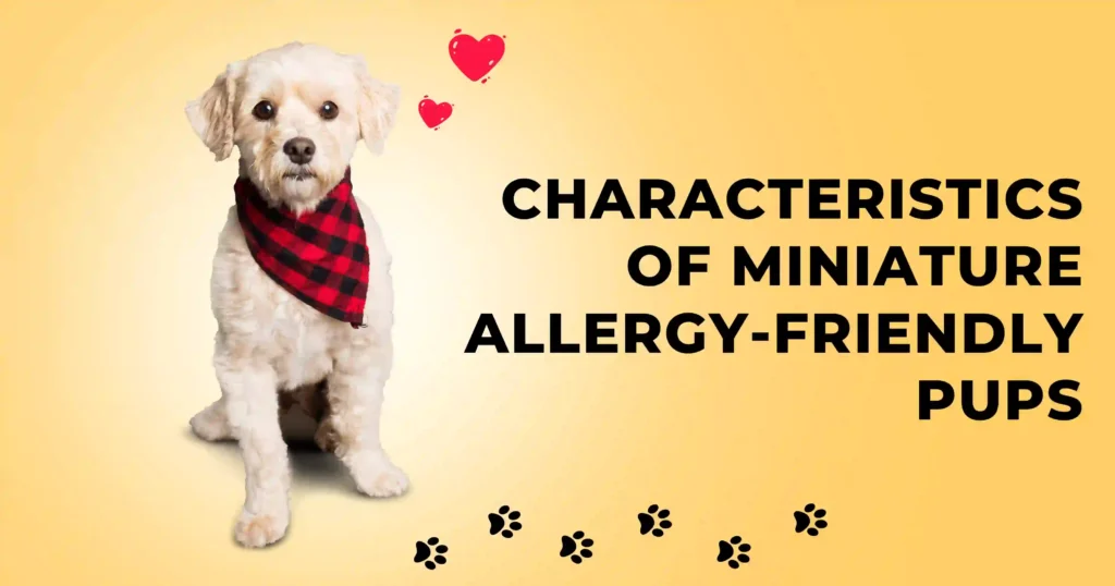 Top Smallest Hypoallergenic Dogs for Allergy Sufferers - Pet Patria