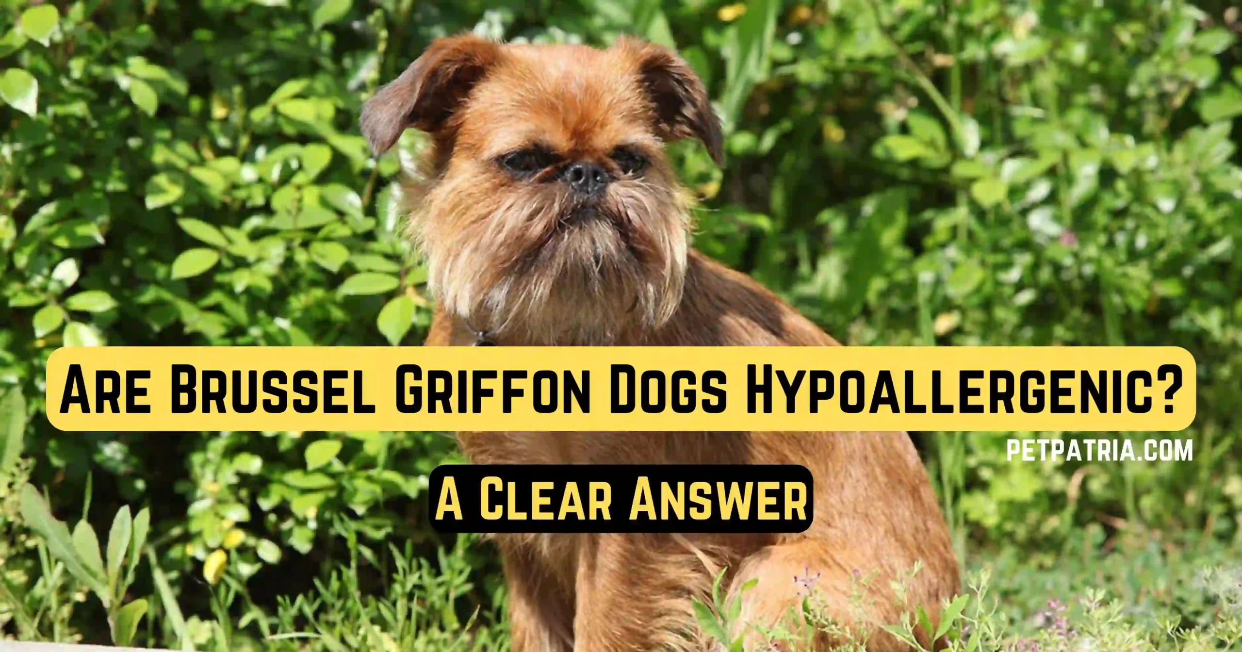 Are Brussel Griffon Dogs Hypoallergenic