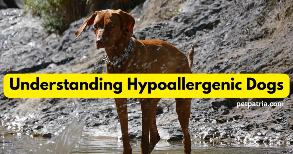 Are Vizsla Dogs Hypoallergenic