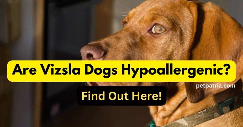 Are Vizsla Dogs Hypoallergenic