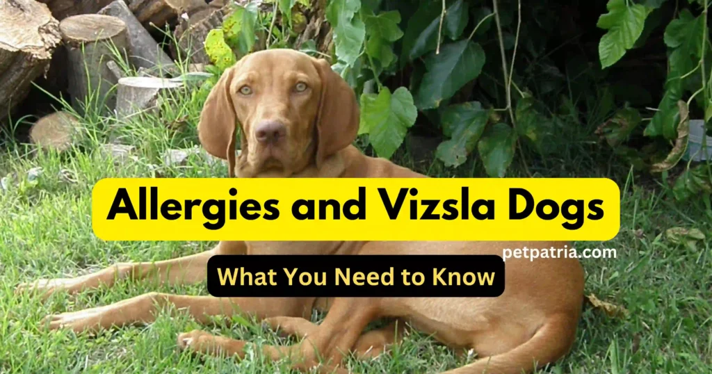 Are Vizsla Dogs Hypoallergenic